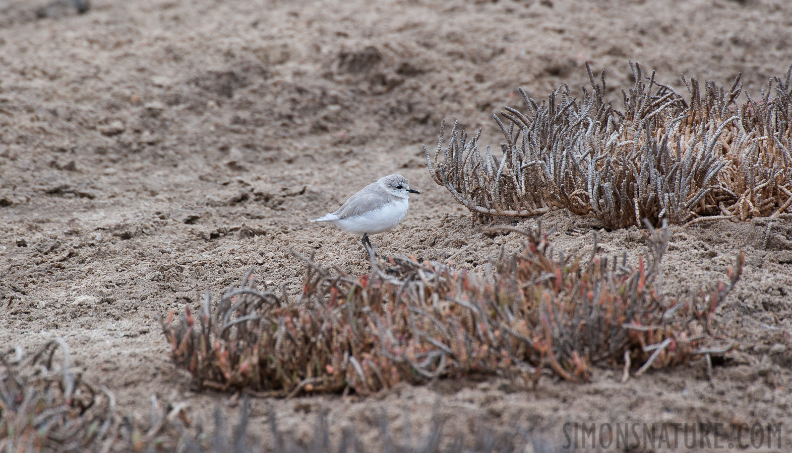 Charadrius pallidus [550 mm, 1/320 Sek. bei f / 8.0, ISO 400]